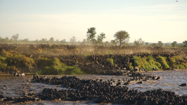 Great wildebeest Migration, experience Tanzania's wildlife