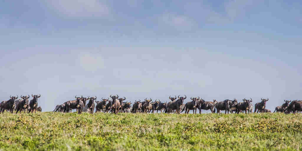 Wildebeest migration, Songa Migrational Camp, Serengeti, Tanzania