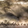 Great Wildebeest Migration, The Serengeti, Tanzania