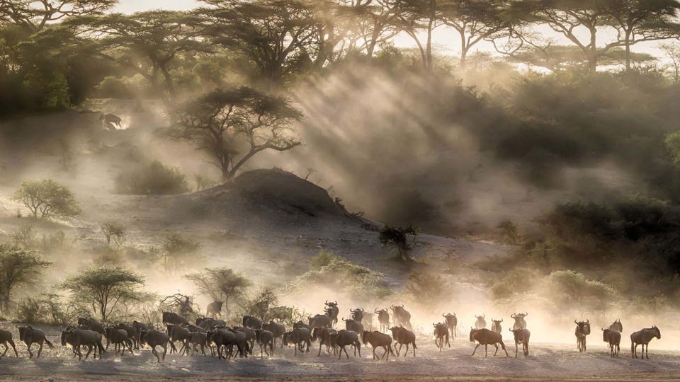 Great Wildebeest Migration, The Serengeti, Tanzania
