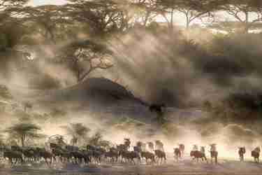 Great Wildebeest Migration in the Serengeti