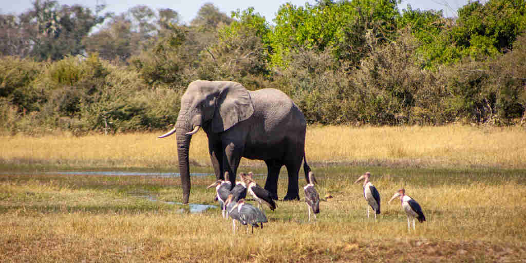 elephant, kiri camp, okovango delta, botswana