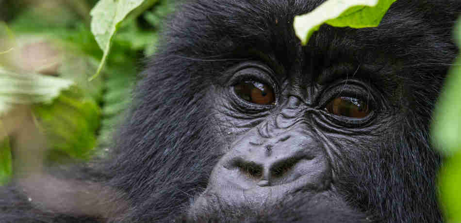 Baby gorilla, Bisate Lodge, Volcanoes, Rwanda
