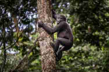 Gorill trekking, Odzala, Republic of Congo, Africa
