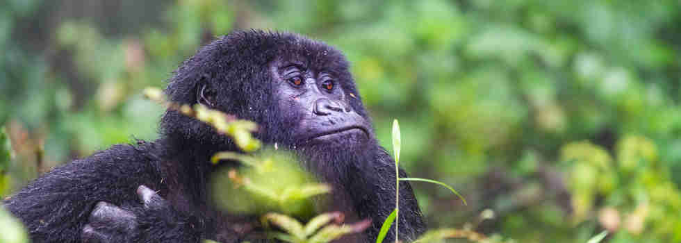 Gorilla spotting, Sabyinyo Silverback Lodge, Rwanda