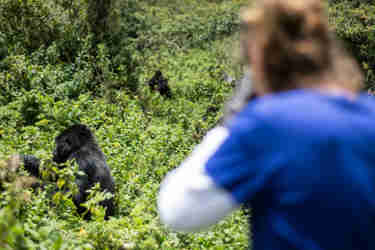 Gorilla tracking, Bwindi Impenetrable, Uganda