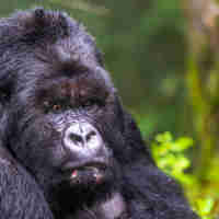 Male gorilla, Sabyinyo Silverback Lodge, Rwanda