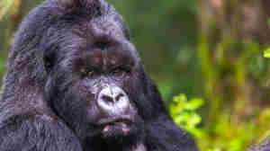 Male gorilla, Sabyinyo Silverback Lodge, Rwanda