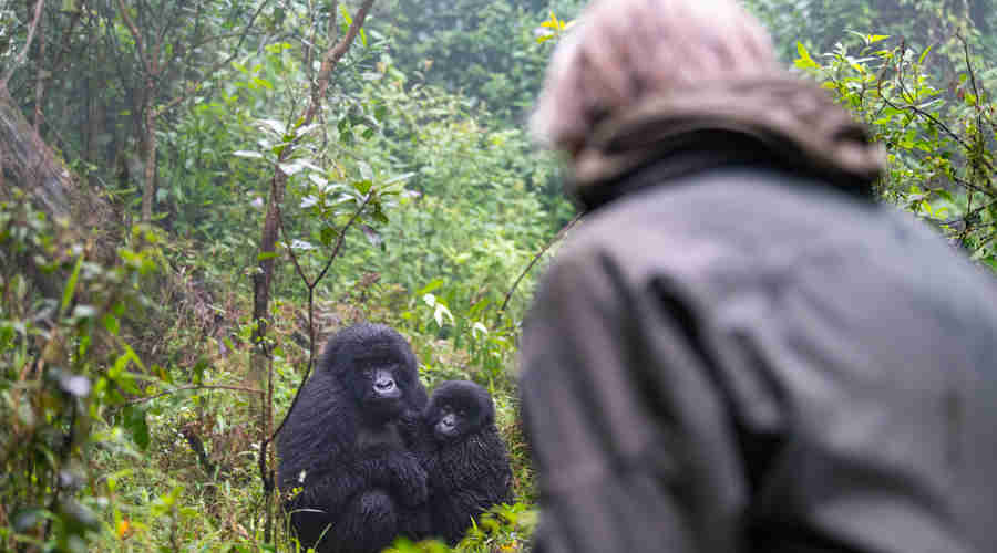 Mother and baby gorilla, Sabyinyo Lodge, Rwanda