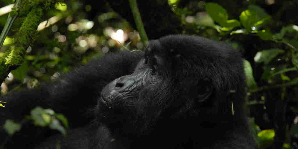 Gorilla safaris, Buhoma Lodge, Bwindi, Uganda