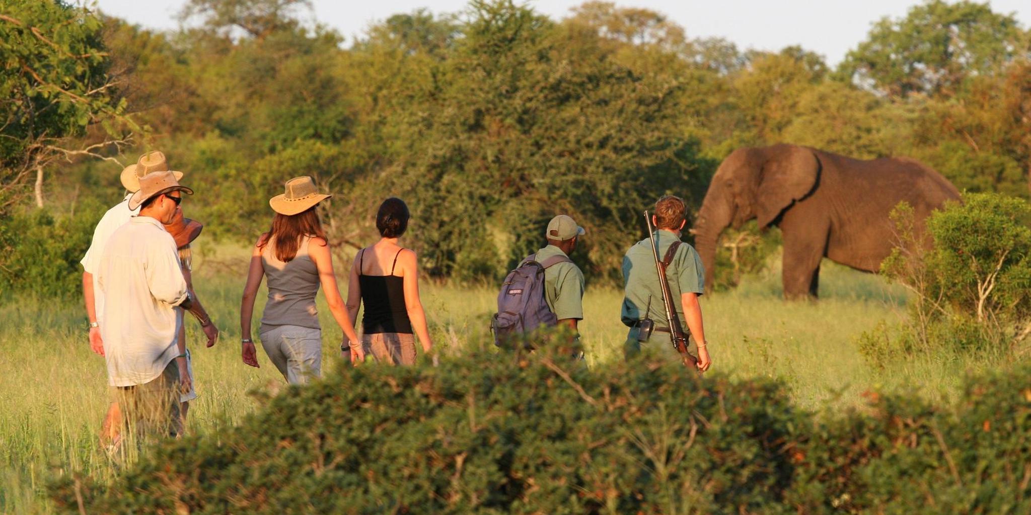 plains camp, rhino walking safaris, kruger national park, south africa