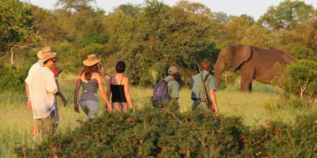 plains camp, rhino walking safaris, kruger national park, south africa