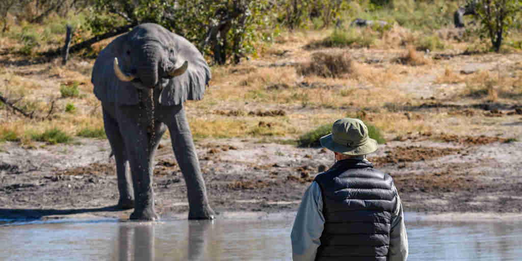 elephant, simbavati trails camp, timbavati, south africa
