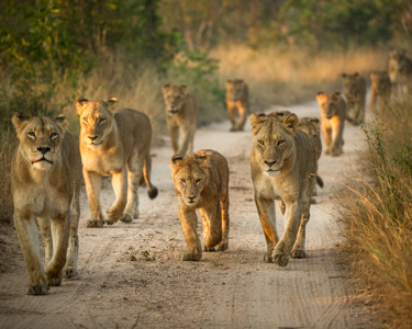2. Inspiration   First Time Safari