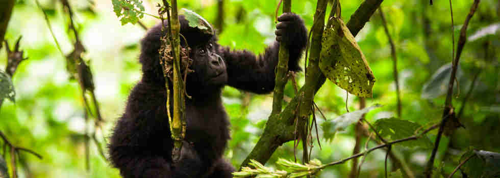 Baby gorilla trekking safari in Uganda