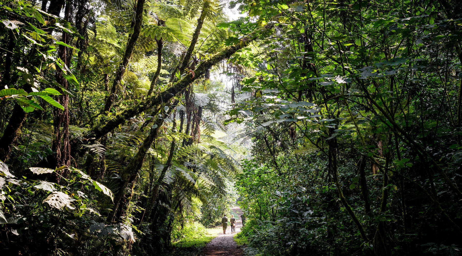 Gorilla trekking trail in Uganda, Africa