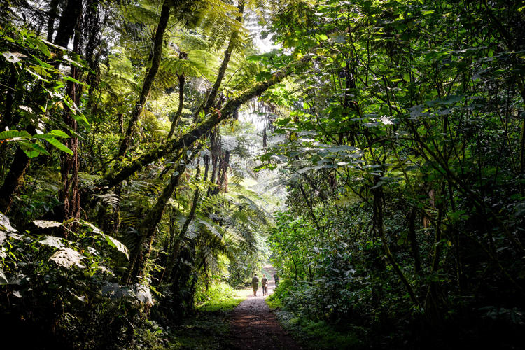 Gorilla trekking trail in Uganda, Africa