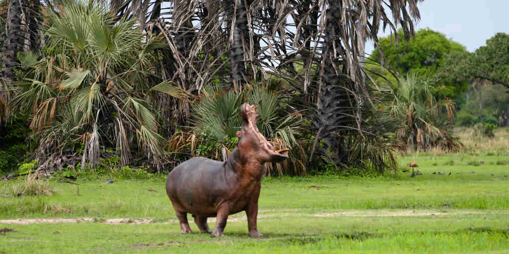 Hippo, Katavi National Park, Tanzania, Africa