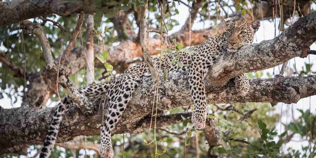 Leopard safari, Katavi National Park, Tanzania