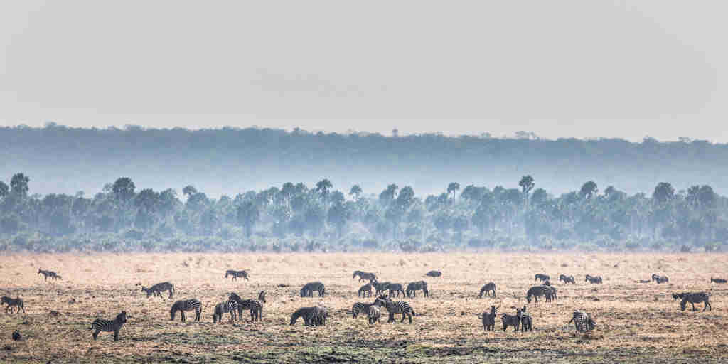Wildlife in Katavi National Park, Tanzania
