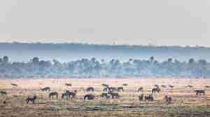 Wildlife in Katavi National Park, Tanzania
