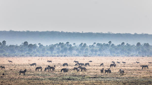 Wildlife in Katavi National Park, Tanzania