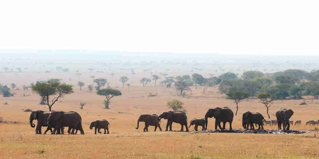 Elephant safari, Grumeti Game Reserve, Tanzania, Africa
