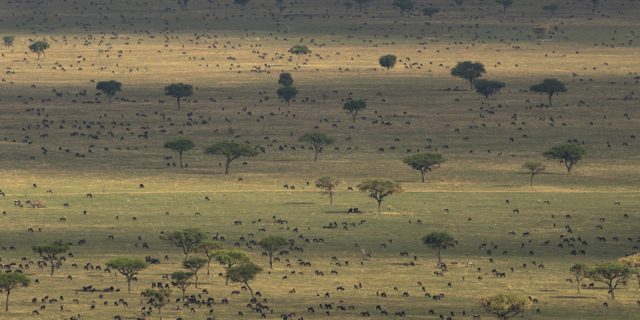 Grumeti views, Serengeti plains, Tanzania safari, Africa