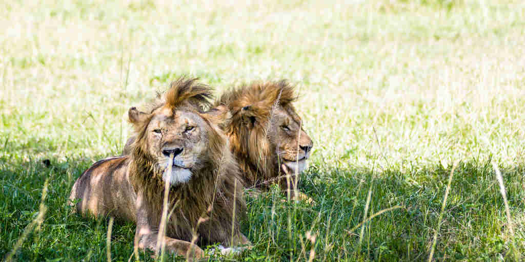 Lions, Big Five Grumeti safari, Serengeti, Tanzania
