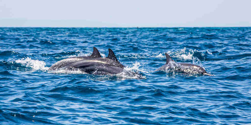 Dolphins, off the coast of mainland Tanzania