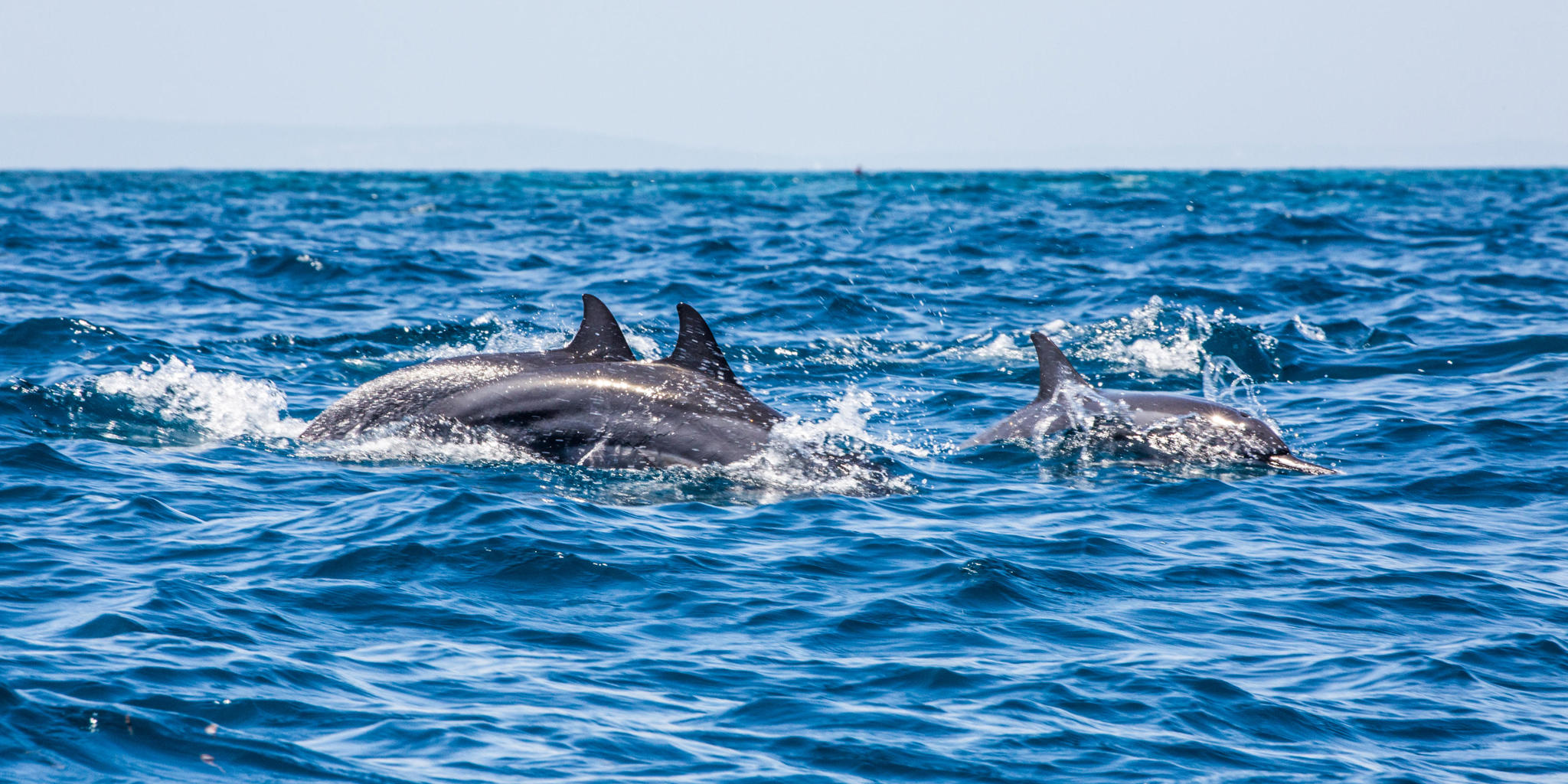 Dolphins, off the coast of mainland Tanzania