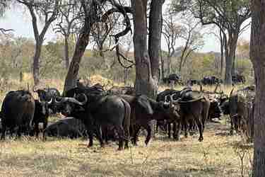 Cape Buffalo, Hwange National Park, Zimbabwe