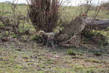 Cheetah, Masaai Mara, Kenya