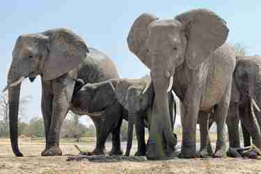 Elephant herd, Hwange National Park, Zimbabwe