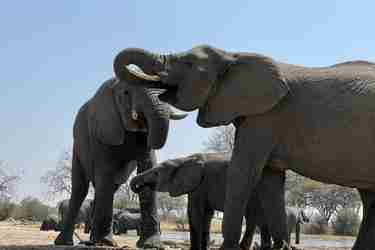 Elephants, Hwange National Park, Zimbabwe