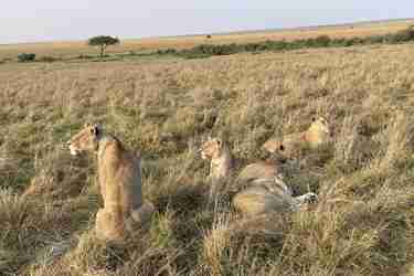 Lions, Masaai Mara, Kenya
