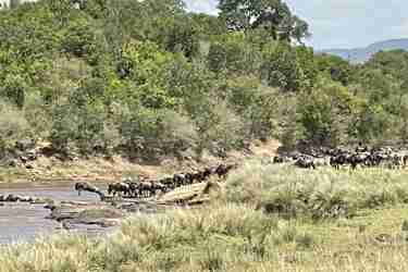 Wildebeest great migration crossing, Maasai Mara, Kenya