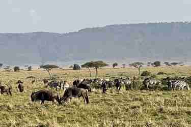 Wildlife, Maasai Mara, Kenya
