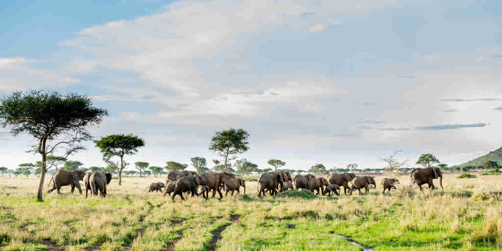 elephant safari, singita sabora tented camp, tanzania