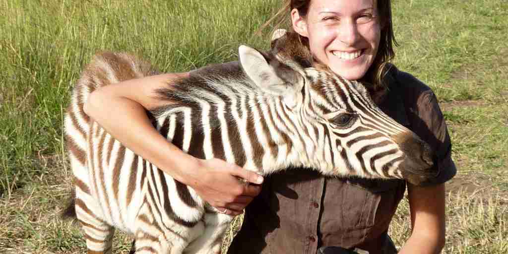 Abi Yellow Zebra with baby zebra