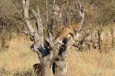 Lion in tree, Hwange National Park, Zimbabwe