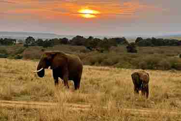 Elephants at sunset, Masaai Mara, Kenya