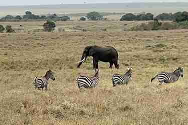 Elephant and zebras, Masaai Mara, Kenya