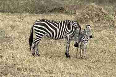 Zebras, Maasai Mara, Kenya