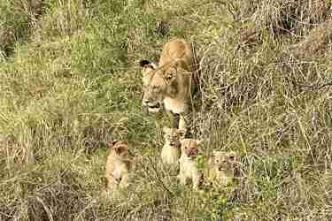 Lioness and cubs, Maasai Mara, Kenya