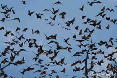 bat migration, robin pope walking safaris, zambia
