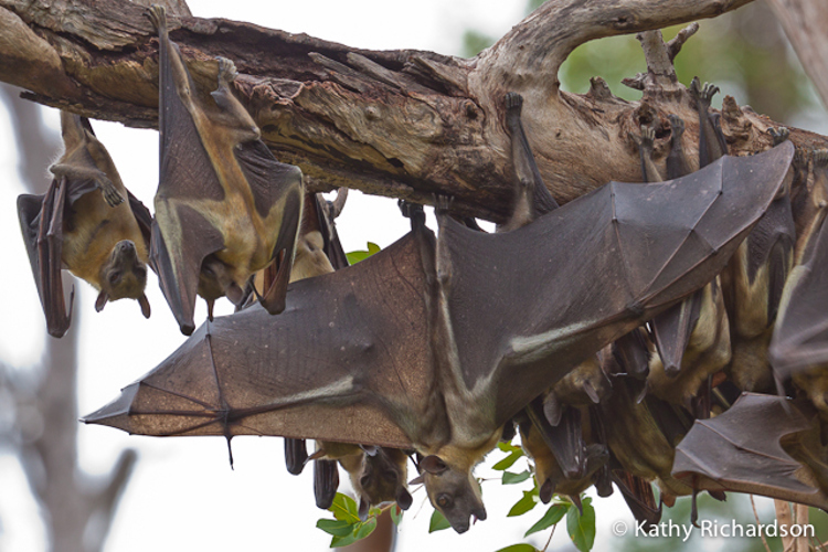 bat sleeping, migration, robin pope walking safaris, zambiajpg