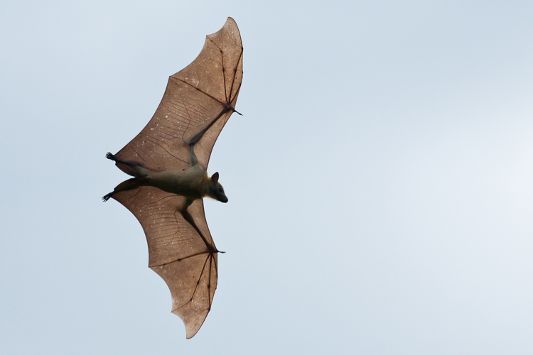close up of bat, migration, robin pope walking safaris, zambia