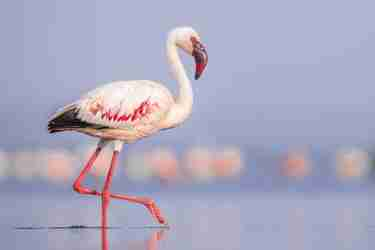 flamingo close up, lake nakuru, kenya
