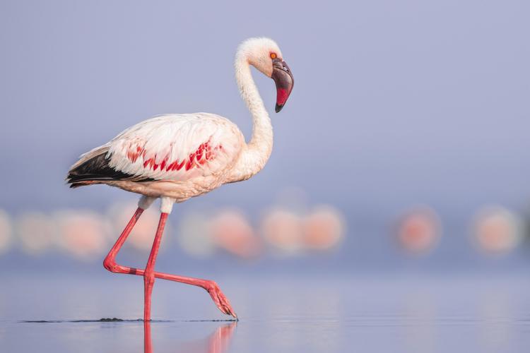 flamingo close up, lake nakuru, kenya